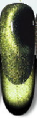 Peridot Blackout Cats Eye Gel Polish