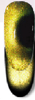 Citrine Blackout Cats Eye Gel Polish Main image